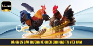 Đá Gà VIN88 - Đấu Trường Trực Tuyến Uy Tín Nhất 2026